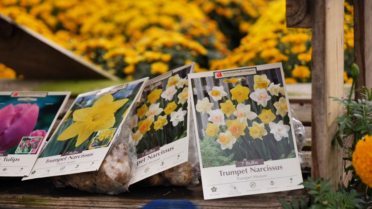 Get It Growing: Fall is the time to plant your bulbs